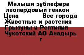 Малыши эублефара ( леопардовый геккон) › Цена ­ 1 500 - Все города Животные и растения » Грызуны и Рептилии   . Чукотский АО,Анадырь г.